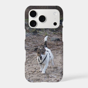 Capo von Oppenheim, Jack Russell Terrier Dog