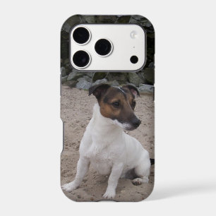Capo von Oppenheim Jack Russell Terrier, Dog