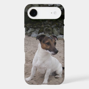 Capo von Oppenheim Jack Russell Terrier, Dog