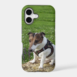 Capo von Oppenheim Jack Russell Terrier, Dog