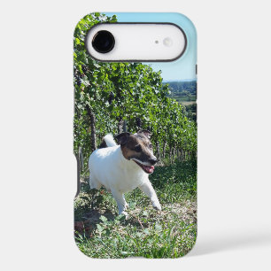 Capo von Oppenheim Jack Russell Terrier, Dog