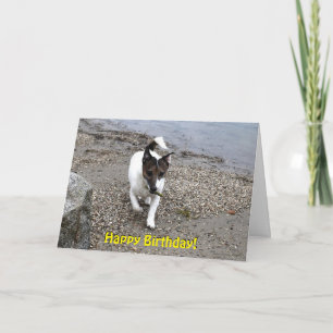 Capo von Oppenheim Jack Russell Terrier, Dog Card