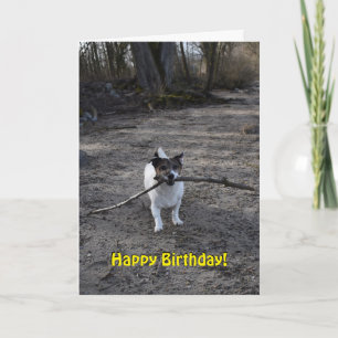 Capo von Oppenheim Jack Russell Terrier, Dog Card