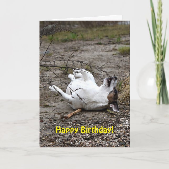 Capo von Oppenheim Jack Russell Terrier, Dog Card (Front)