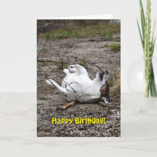 Capo von Oppenheim Jack Russell Terrier, Dog Card