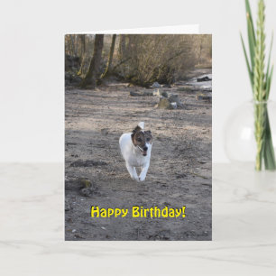 Capo von Oppenheim Jack Russell Terrier, Dog Card