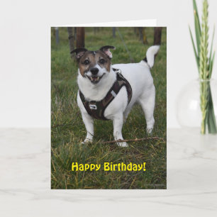 Capo von Oppenheim Jack Russell Terrier, Dog Card