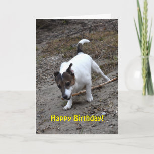 Capo von Oppenheim Jack Russell Terrier, Dog Card
