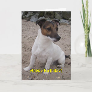 Capo von Oppenheim Jack Russell Terrier, Dog Card