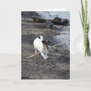 Capo von Oppenheim Jack Russell Terrier, Dog Card