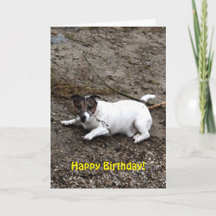 Capo von Oppenheim Jack Russell Terrier, Dog Card