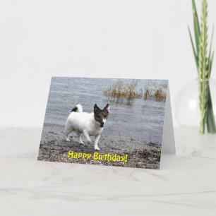 Capo von Oppenheim Jack Russell Terrier, Dog Card
