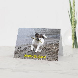 Capo von Oppenheim Jack Russell Terrier, Dog Card