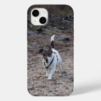 Capo von Oppenheim, Jack Russell Terrier Dog