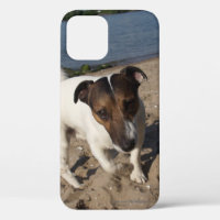 Capo von Oppenheim Jack Russell Terrier, Dog