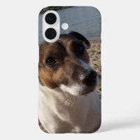 Capo von Oppenheim Jack Russell Terrier, Dog