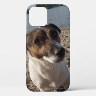 Capo von Oppenheim Jack Russell Terrier, Dog iPhone 12 Pro Case