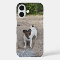Capo von Oppenheim Jack Russell Terrier, Dog