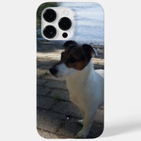 Capo von Oppenheim, Jack Russell Terrier Dog