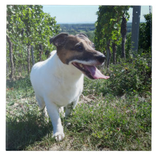 Capo von Oppenheim Jack Russell Terrier, Dog Ceramic Tile