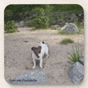 Capo von Oppenheim Jack Russell Terrier, Dog Coaster
