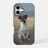 Capo von Oppenheim, Jack Russell Terrier Dog