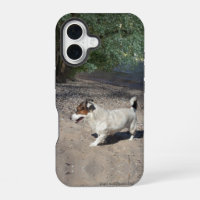 Capo von Oppenheim Jack Russell Terrier, Dog