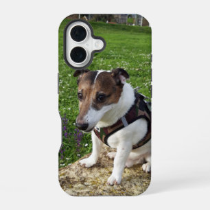 Capo von Oppenheim Jack Russell Terrier, Dog iPhone 16 Case