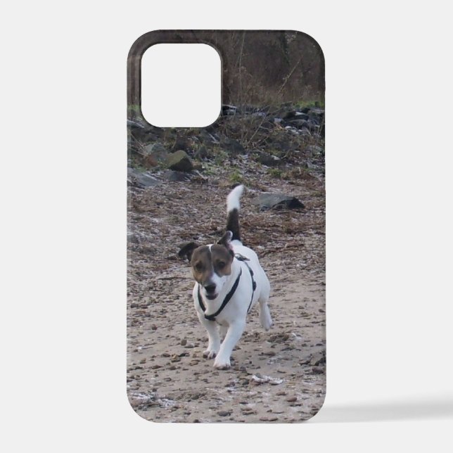 Capo von Oppenheim, Jack Russell Terrier Dog iPhone Case (Back)