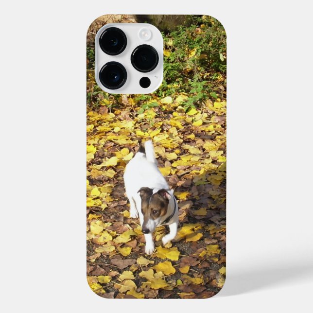 Capo von Oppenheim, Jack Russell Terrier Dog iPhone Case (Back)