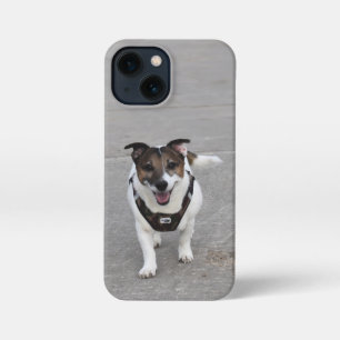 Capo von Oppenheim, Jack Russell Terrier Dog iPhone 13 Mini Case