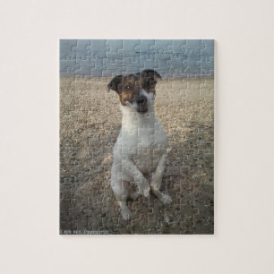 Capo von Oppenheim Jack Russell Terrier, Dog Jigsaw Puzzle