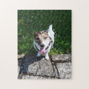 Capo von Oppenheim Jack Russell Terrier, Dog Jigsaw Puzzle