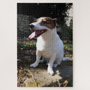 Capo von Oppenheim Jack Russell Terrier, Dog Jigsaw Puzzle