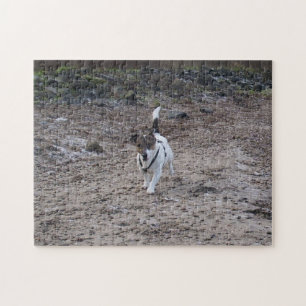 Capo von Oppenheim, Jack Russell Terrier Dog Jigsaw Puzzle