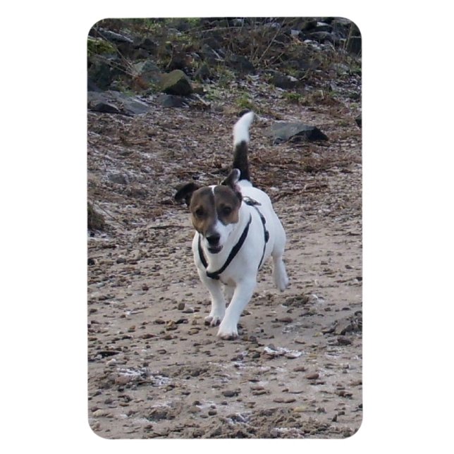 Capo von Oppenheim, Jack Russell Terrier Dog Magne Magnet (Vertical)