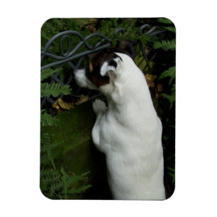 Capo von Oppenheim Jack Russell Terrier, Dog Magnet
