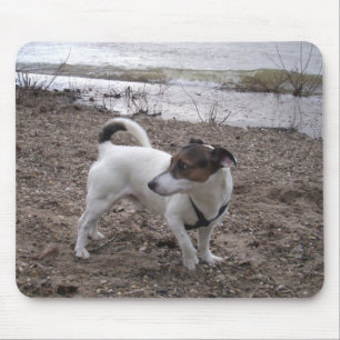 Capo von Oppenheim Jack Russell Terrier, Dog Mouse Pad