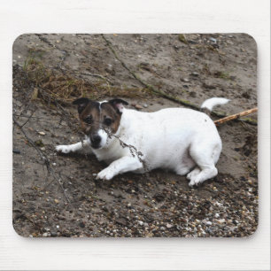 Capo von Oppenheim Jack Russell Terrier, Dog Mouse Pad