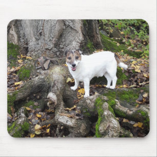 Capo von Oppenheim Jack Russell Terrier, Dog Mouse Pad