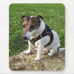 Capo von Oppenheim Jack Russell Terrier, Dog Mouse Pad