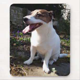 Capo von Oppenheim Jack Russell Terrier, Dog Mouse Pad