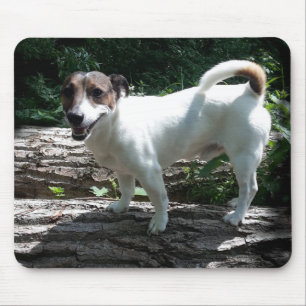 Capo von Oppenheim Jack Russell Terrier, Dog Mouse Pad