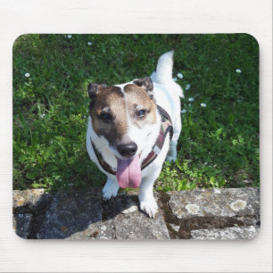 Capo von Oppenheim Jack Russell Terrier, Dog Mouse Pad