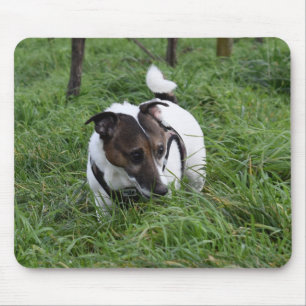 Capo von Oppenheim Jack Russell Terrier, Dog Mouse Pad
