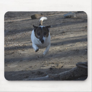 Capo von Oppenheim Jack Russell Terrier, Dog Mouse Pad