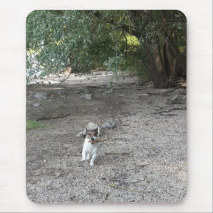 Capo von Oppenheim Jack Russell Terrier, Dog Mouse Pad