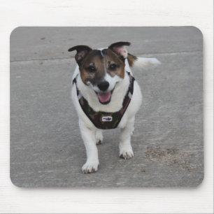 Capo von Oppenheim Jack Russell Terrier, Dog Mouse Pad