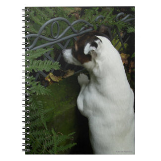 Capo von Oppenheim Jack Russell Terrier, Dog Notebook