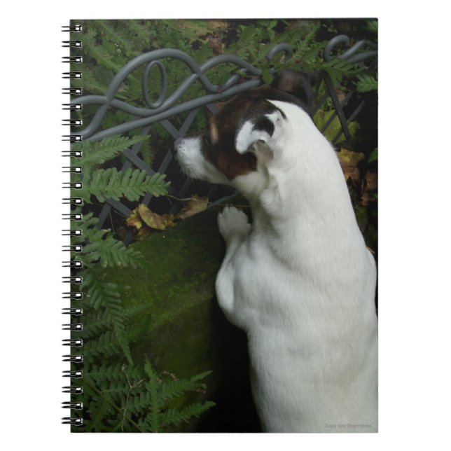 Capo von Oppenheim Jack Russell Terrier, Dog Notebook (Front)